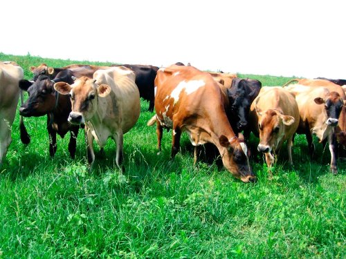 Crescătorii de bovine pot cere subvenţii începând cu 17 septembrie Poza 83773