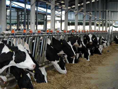 Sectorul laptelui are nevoie de organizare şi restructurare Poza 83516