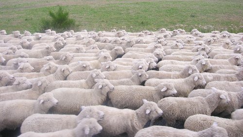 Ajutor pentru crescătorii de ovine în zone defavorizate Poza 83112