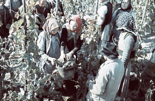Tradiţia cultivării viţei-de-vie şi a producerii vinului cultic în podgoria Dealu Mare-Prahova Poza 80653