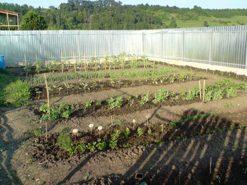 Amenajarea grădinii de legume în prag de primăvară Poza 80558