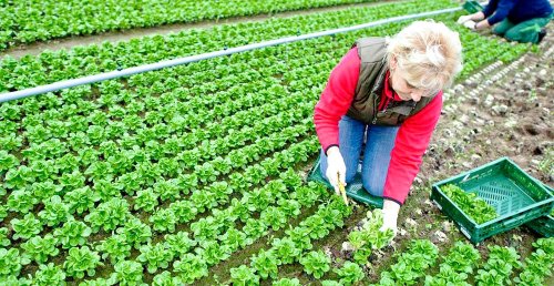 Veşti bune în agricultura ecologică Poza 80119