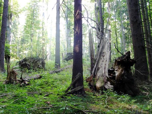 Certificarea pădurilor poate preveni tăierile ilegale Poza 79648
