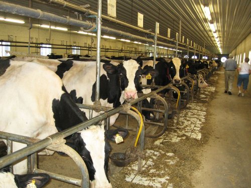 Organizaţiile recunoscute ale fermierilor negociază preţul laptelui Poza 78878
