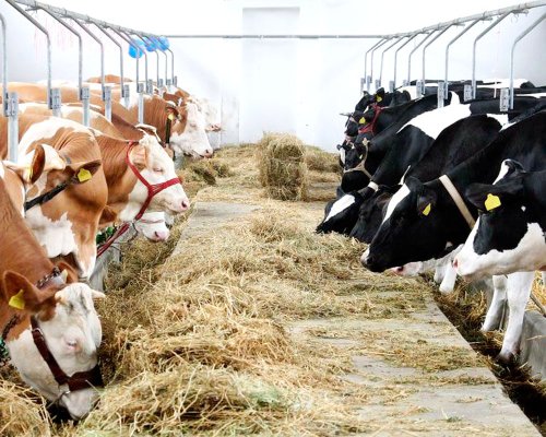 Fermierii din sectorul laptelui, încurajaţi să crească producţia Poza 78589
