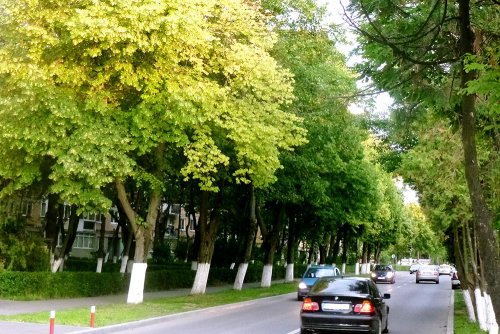 În Cluj-Napoca se respiră cel mai curat aer Poza 78567