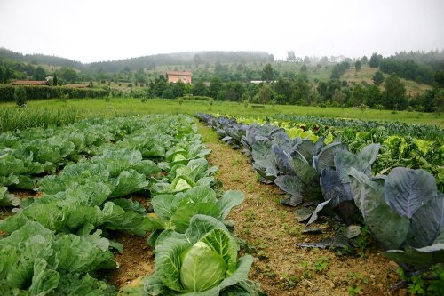 Subvenţii pentru fermierii care fac agricultură ecologică Poza 75902