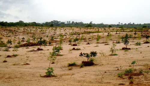 Aproape 4.300 de hectare vor fi împădurite în această toamnă Poza 75677