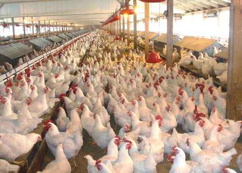 UE ar putea interzice administrarea antibioticelor la păsări Poza 75252