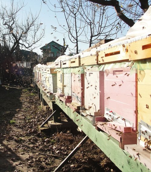 Albinele, grav afectate în 33 de judeţe din România Poza 73171