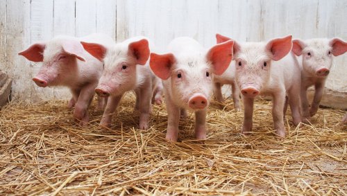 România va putea exporta carne de porc congelată în China Poza 73172