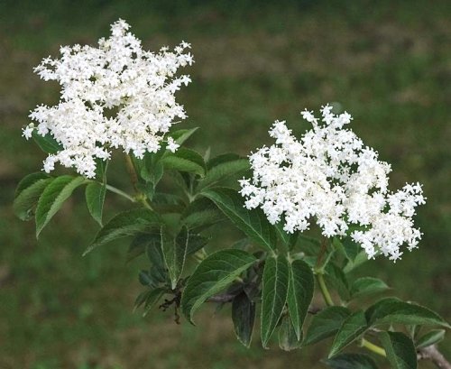 Florile de soc, remedii din trusa de sănătate a verii Poza 71431