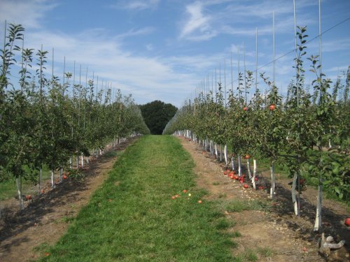 Noi fonduri pentru agricultura românească Poza 71334