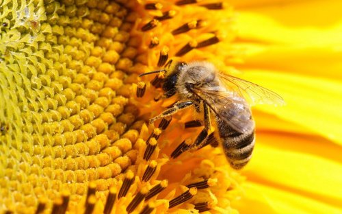Să fim ca niște albine într-o grădină, și nu ca niște muște! Poza 67462