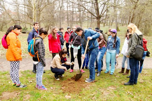 Tineri din Sibiu au plantat copaci în Parcul Sub Arini Poza 63637