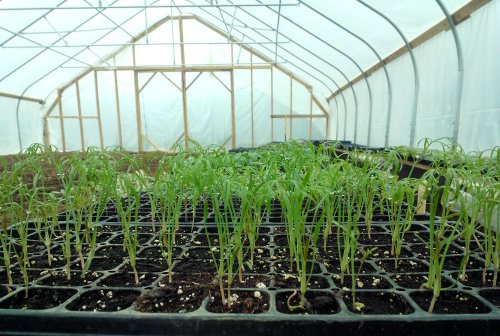 Cine produce legume în solarii poate primi subvenţii Poza 62489
