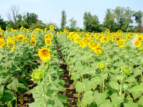 România, pe primul loc în UE la floarea-soarelui și porumb Poza 62490