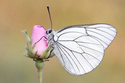 Terapia fantasmelor Poza 62085