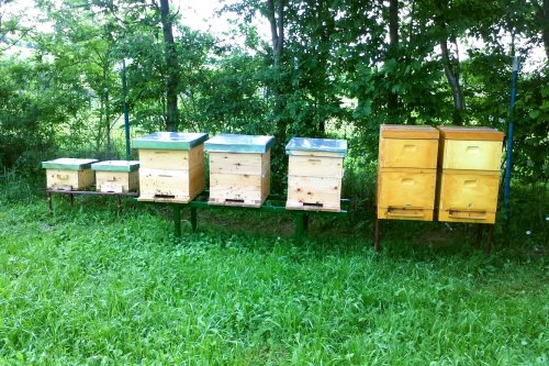 Lucrări apicole în luna mai Poza 60698