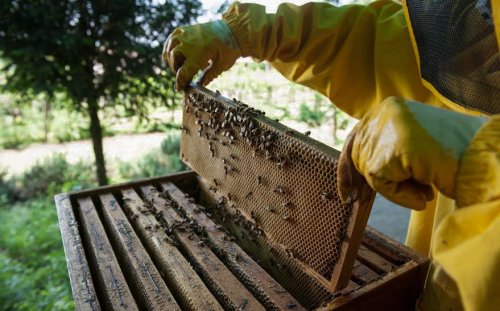 Lucrări apicole în luna mai Poza 60700