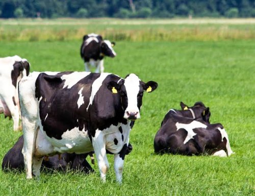 Bani pentru crescătorii de vaci de lapte Poza 57805