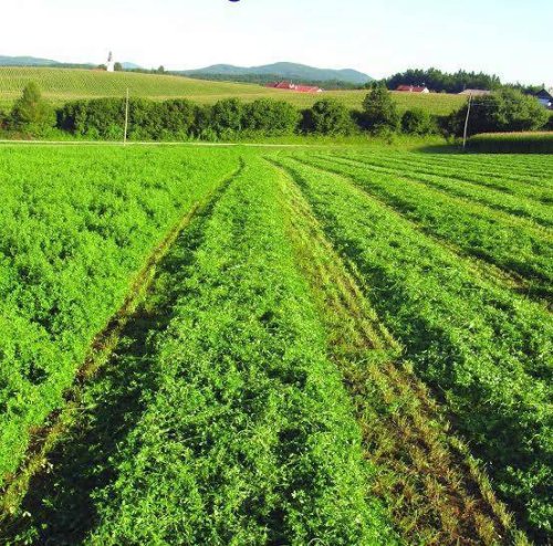 Bani pentru cultivarea lucernei Poza 56977