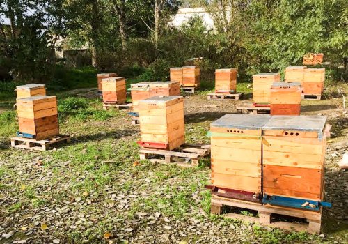 Ajutor financiar pentru apicultori Poza 55768