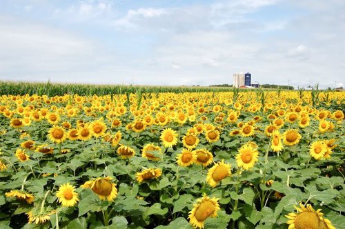 Recolte scăzute de floarea-soarelui şi porumb în Olt Poza 52425