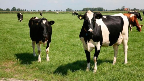 Importul de lapte a crescut cu 40% Poza 51104