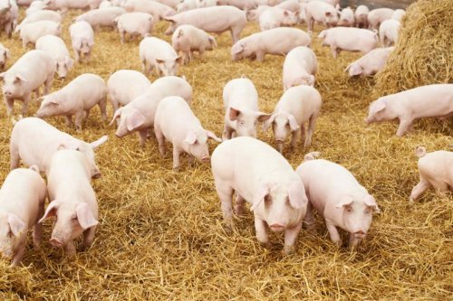 Fonduri pentru achiziţia de porci din rase pure Poza 50229