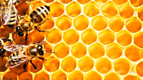 Despre virtuțile curative ale mierii de albine Poza 49270