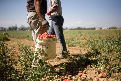 Drepturile lucrătorilor agricoli români din Italia Poza 48812