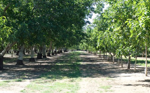 Livezile de nuci, afaceri agricole profitabile Poza 45512