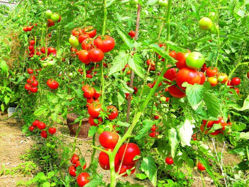 Bani pentru cultivatorii de tomate în spaţii protejate Poza 45121