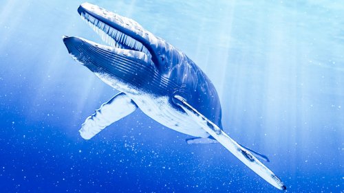 Când moartea vine sub  chipul unei balene albastre Poza 41658