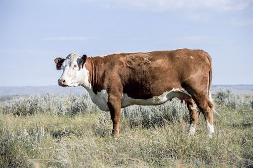 Românii preferă carnea de bovine Poza 36637