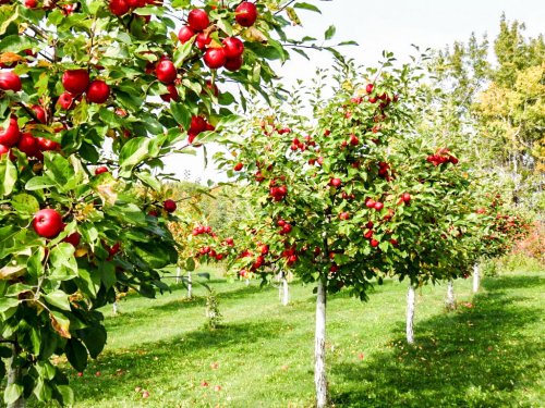 Fonduri pentru procesarea produselor agricole și pomicole Poza 35646