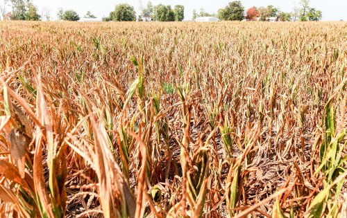 Culturile de cereale din vestul ţării, afectate de secetă Poza 34826