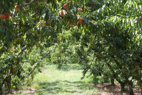 Ajutor suplimentar pentru producătorii de piersici şi nectarine Poza 31921