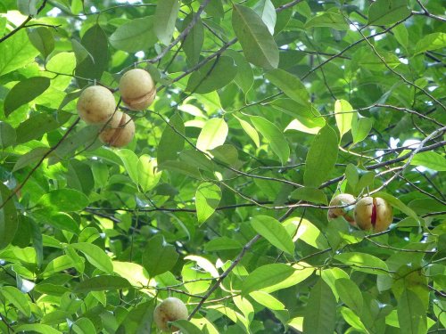 Arborele de nucșoare, un rezervor de remedii binefăcătoare Poza 15023