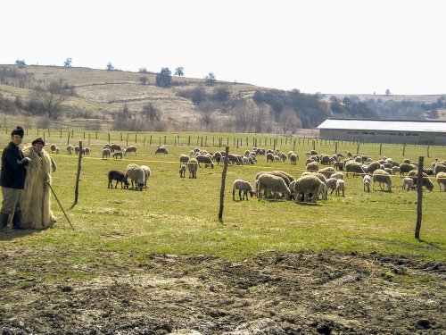 Păstoritul tradiţional, ameninţat de carnivore Poza 113922