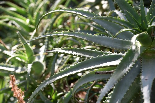 Aloe vera, „panaceul tinereții” Poza 112563