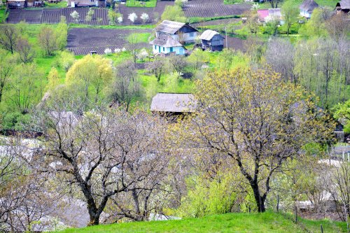 Obiceiuri de Florii în Moldova Poza 112136