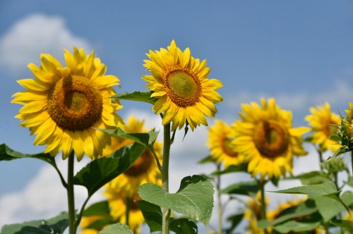 Floarea Soarelui Galbenul Energizant Poza 1