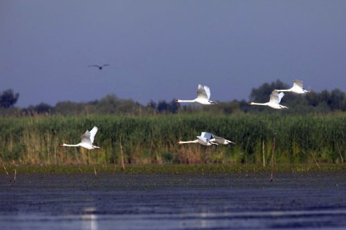 Delta Dunării poate deveni primul producător de peşte bio din Europa Poza 116025