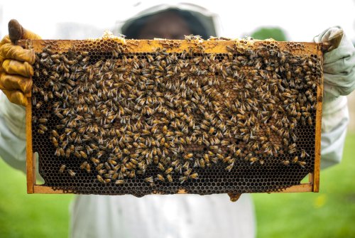 „Salvaţi albinele!”, o iniţiativă cetăţenească europeană Poza 116448