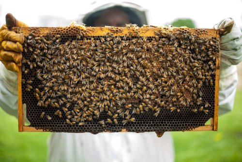 An slab pentru apicultori Poza 120139