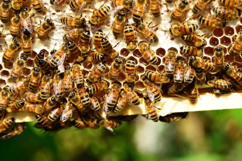 An dificil pentru apicultori Poza 121288