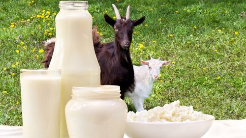Beneficiile laptelui de capră pentru organismul uman Poza 124452