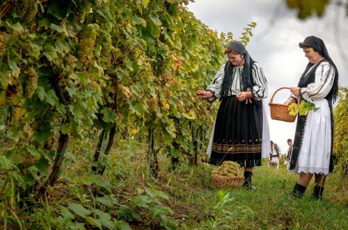 Cercetare și expoziție de fotografie etnografică despre viticultura din județul Alba Poza 126846
